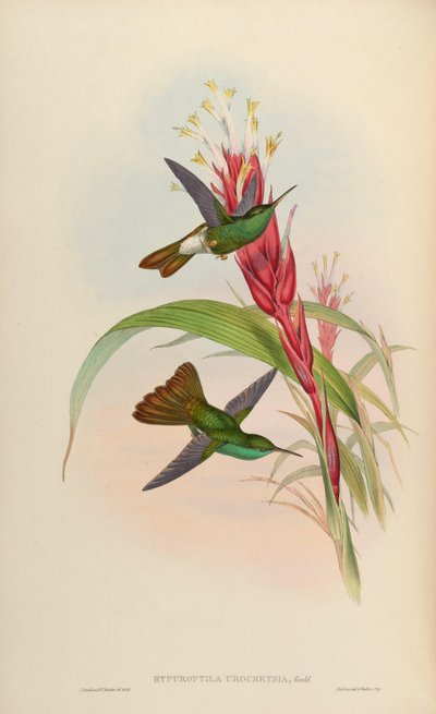 Hypuroptila urochrysia = Chalybura urochrysia da John Gould